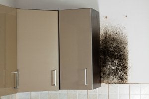 Mold in Your Kitchen