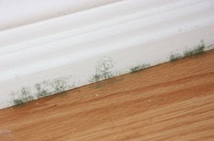 Household Mold 