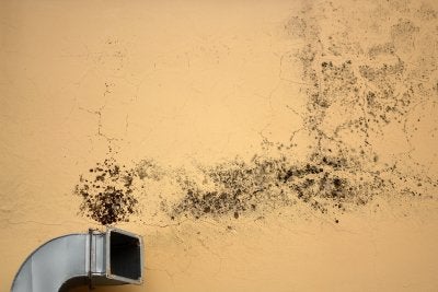 Mold Inspection in San Francisco