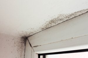 Mold Problem