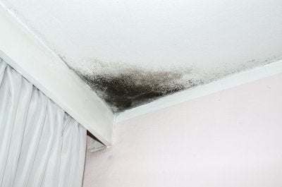 Mold Inspection in San Francisco 