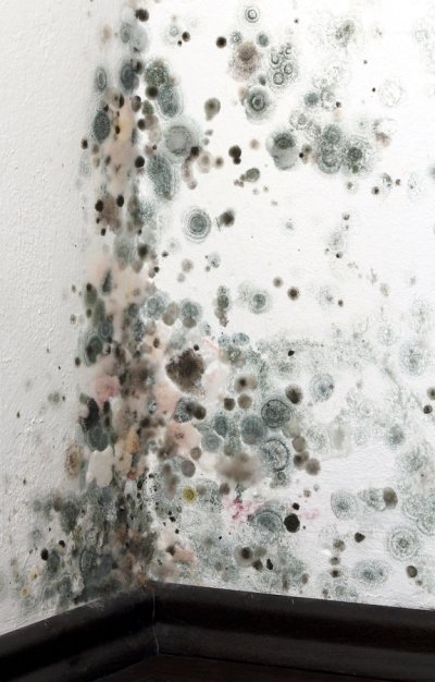 Black Mold Testing & Inspection, San Jose, CA