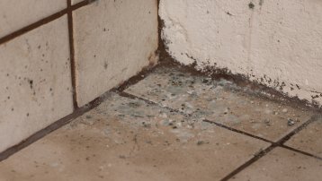 What To Do After Mold Remediation