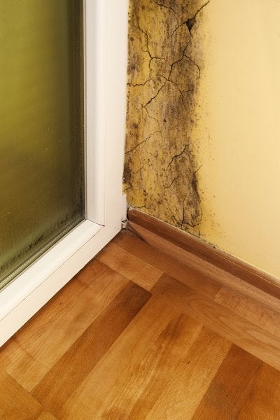 Mold Removal Bay Area